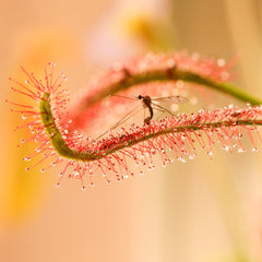 Cape Sundew Drosera