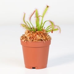 Cape Sundew Drosera