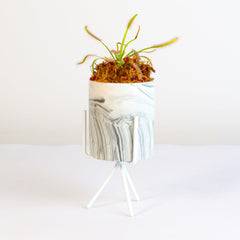 Cape Sundew Drosera