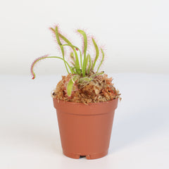 Cape Sundew Drosera