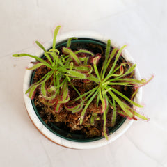Cape Sundew Drosera