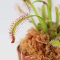 Cape Sundew Drosera