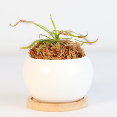 Cape Sundew Drosera