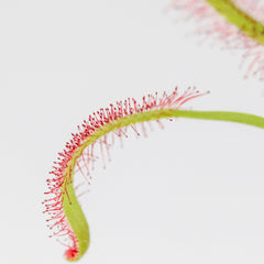 Cape Sundew Drosera