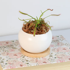 Cape Sundew Drosera