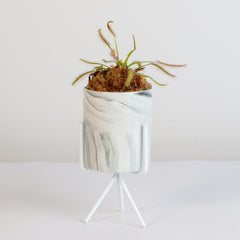 Cape Sundew Drosera