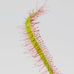 Cape Sundew Drosera