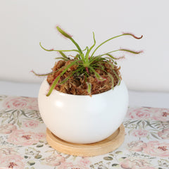 Cape Sundew Drosera