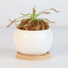 Cape Sundew Drosera