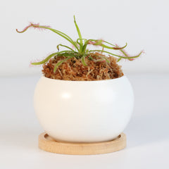 Cape Sundew Drosera