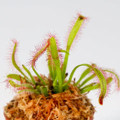 Cape Sundew Drosera