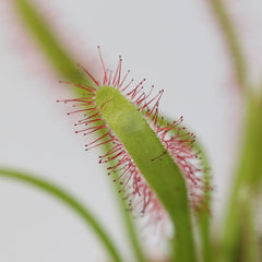 Cape Sundew Drosera
