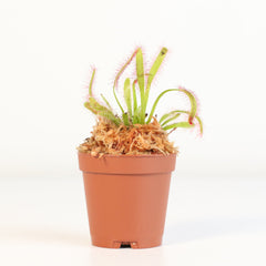 Cape Sundew Drosera