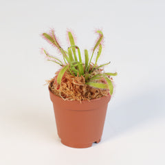 Cape Sundew Drosera