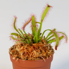 Cape Sundew Drosera