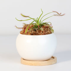 Cape Sundew Drosera