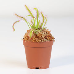 Cape Sundew Drosera