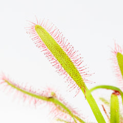 Cape Sundew Drosera