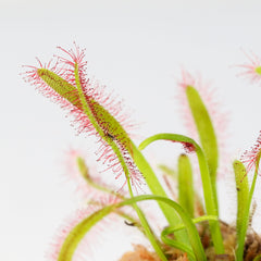 Cape Sundew Drosera
