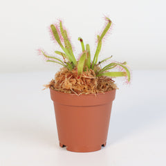 Cape Sundew Drosera
