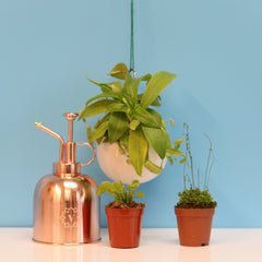 Carnival Plant Bundle Carnivorous