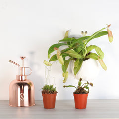 Carnival Plant Bundle Carnivorous