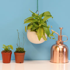 Carnival Plant Bundle Carnivorous