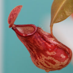 Party of Five Carnivorous Plant Bundle