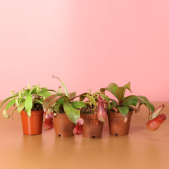 Savage Quad Carnivorous Plant Bundle