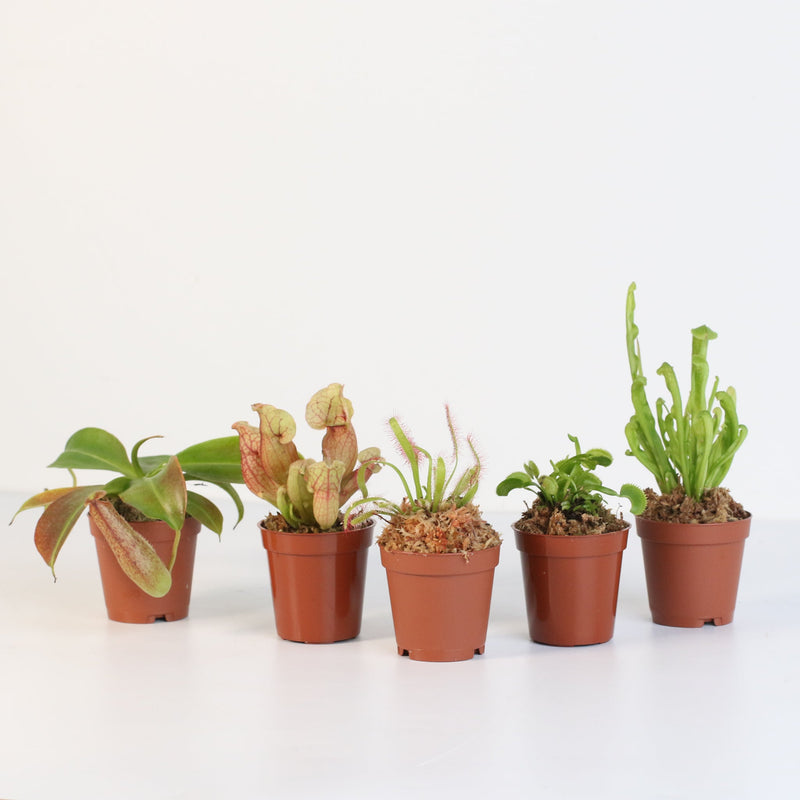 Party of Five Carnivorous Plant Bundle