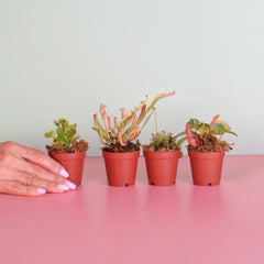 Savage Quad Carnivorous Plant Bundle