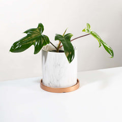 Philodendron 'Florida Ghost'