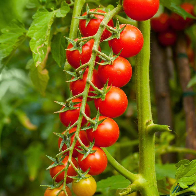 Cherry Tomato Fruit Seeds