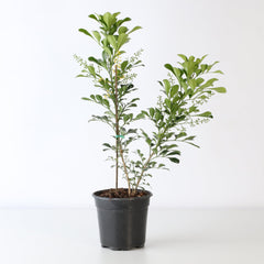 Chinese Perfume Plant