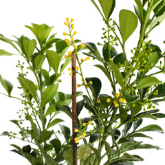Chinese Perfume Plant