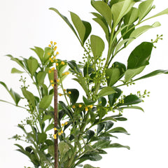 Chinese Perfume Plant