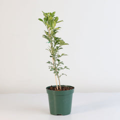 Chinese Perfume Plant