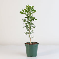 Chinese Perfume Plant