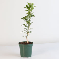 Chinese Perfume Plant