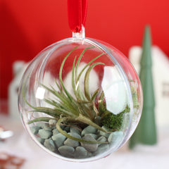 Tillandsia Air Plant Ornament
