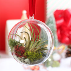 Tillandsia Air Plant Ornament