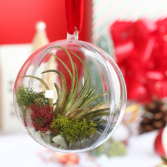 Tillandsia Air Plant Ornament