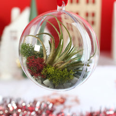 Tillandsia Air Plant Ornament