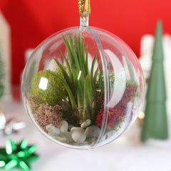 Tillandsia Air Plant Ornament
