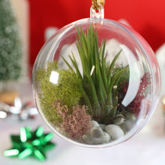 Tillandsia Air Plant Ornament