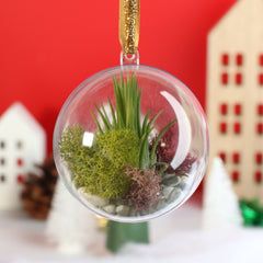 Tillandsia Air Plant Ornament