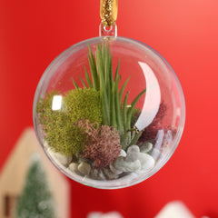 Tillandsia Air Plant Ornament