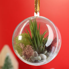 Tillandsia Air Plant Ornament