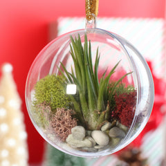 Tillandsia Air Plant Ornament