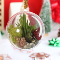 Tillandsia Air Plant Ornament
